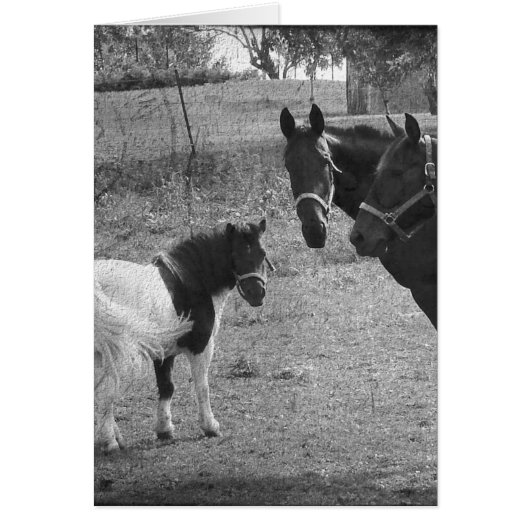 Pinto-Pony en paarden (Voorkant)
