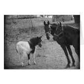 Pinto-Pony en paarden (Voorkant Horizontaal)