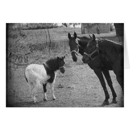 Pinto-Pony en paarden (Voorkant Horizontaal)