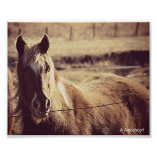 Pinto-Pony Foto Afdruk