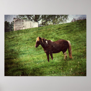Pinto Pony in pasta Poster