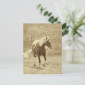 Pinto Pony in Sepia Briefkaart (Staand voorkant)
