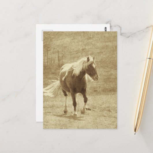Pinto Pony in Sepia Briefkaart (Voorkant / Achterkant in situ)