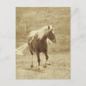 Pinto Pony in Sepia Briefkaart (Voorkant)