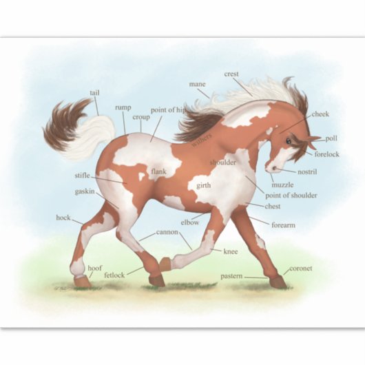 Pinto Pony Paard Educatieve Equine Anatomie Grafie Sticker (Voorkant)