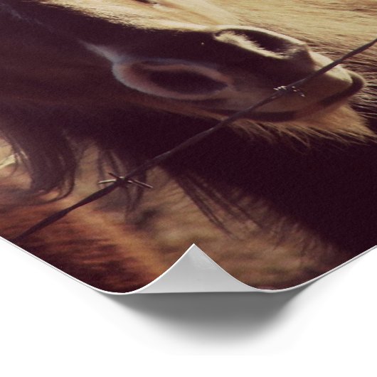 Pinto-Pony Poster (Hoek)