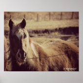 Pinto-Pony Poster (Voorkant)