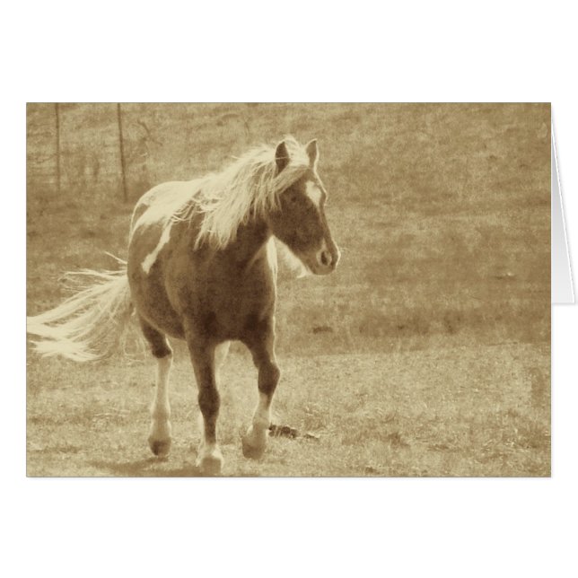 Pinto Pony Sepia (Voorkant Horizontaal)