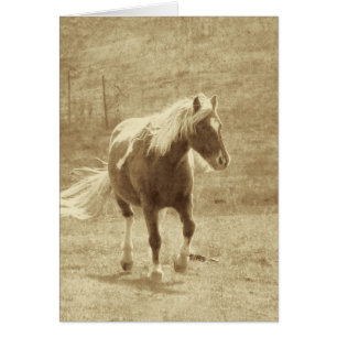 Pinto Pony Sepia, Vaderdag