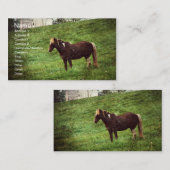 Pinto-Pony Visitekaartje (Voorkant / Achterkant)