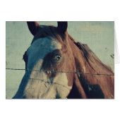 Pinto Song (Voorkant Horizontaal)