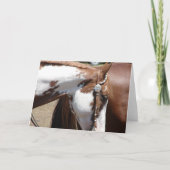 Pinto Western paard Kaart (Voorkant)