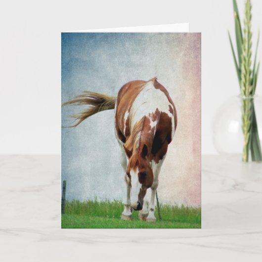 Pintopferd, Alles Gute Zum Geburtstag Kaart (Voorkant)