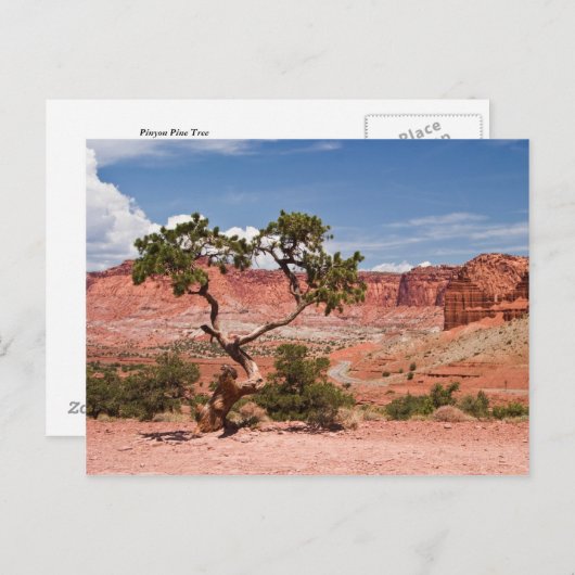 Pinyon Pine Tree Briefkaart (Voorkant / Achterkant)