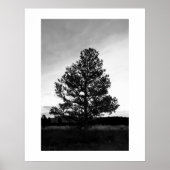 Pinyon Tree Silhouette Poster (Voorkant)