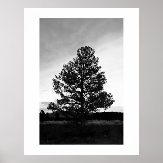 Pinyon Tree Silhouette Poster (Voorkant)
