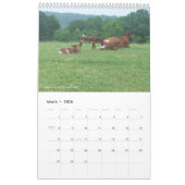 Pinzgauer 2013 Cattle Calendar-personalize Kalender (Mar 2026)