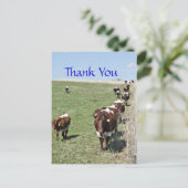 Pinzgauer Cattle 8371 leeg Briefkaart- aanpassen Briefkaart (Staand voorkant)