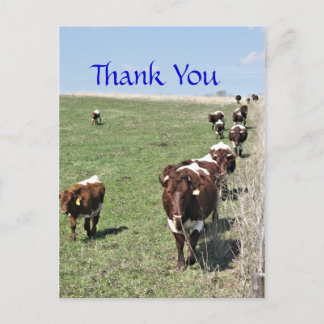 Pinzgauer Cattle 8371 leeg Briefkaart- aanpassen Briefkaart