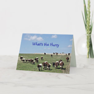 Pinzgauer Cattle Herd 8372 - elke gelegenheid aanp Bedankkaart