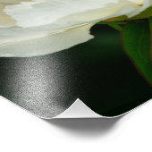 Pioen/Bloem Magic/Witte Bloem/Gelukkige Verjaardag Foto Afdruk (Hoek)