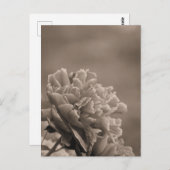 Pioen enkele sepia briefkaart (Voorkant / Achterkant)