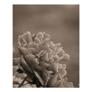 Pioen enkele sepia perfect poster