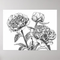 Pioen inkt tekening