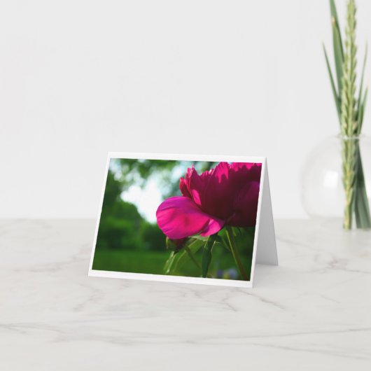 Pioen Lege Notecard Kaart (Voorkant)