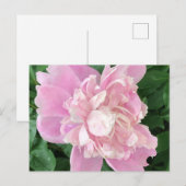 Pioen Postkaart (Voorkant / Achterkant)