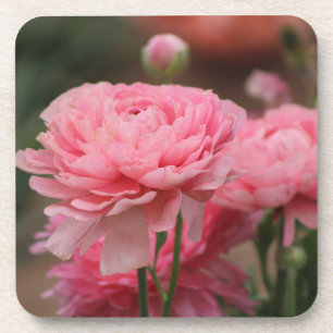 Pioen Roze Ranunculus Close-up Bier Onderzetter