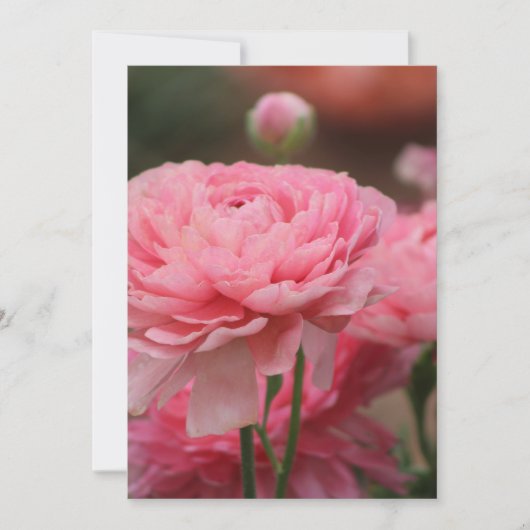 Pioen Roze Ranunculus Close-up Feestdagenkaart (Voorkant)
