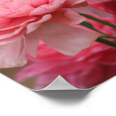 Pioen Roze Ranunculus Close-up Poster (Hoek)