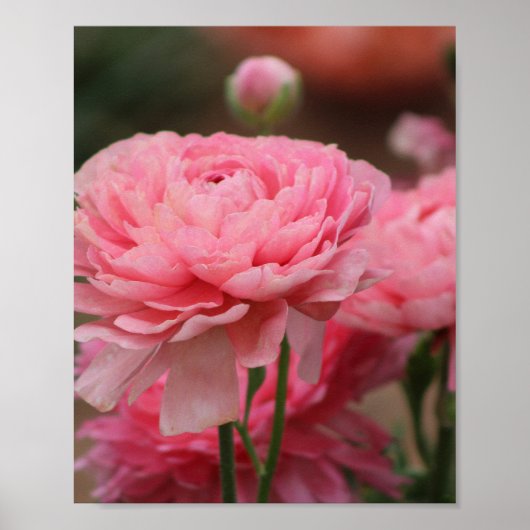 Pioen Roze Ranunculus Close-up Poster (Voorkant)