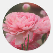 Pioen Roze Ranunculus Close-up Ronde Sticker (Voorkant)