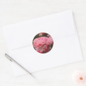 Pioen Roze Ranunculus Close-up Ronde Sticker (Envelop)