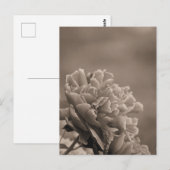 Pioen Single Sepia Briefkaart (Voorkant / Achterkant)