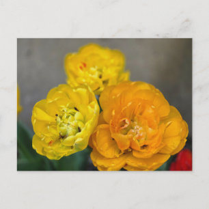 Pioen tulp briefkaart