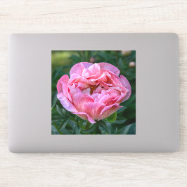Pioen van Liefde – Zachte Roze Bloem Sticker