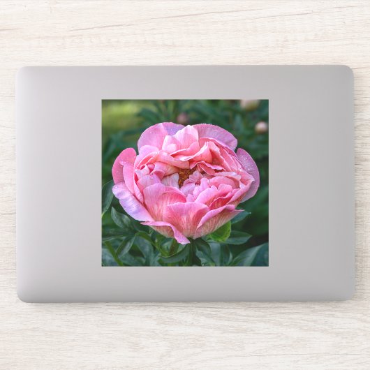 Pioen van Liefde – Zachte Roze Bloem Sticker (Computer)