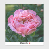 Pioen van Liefde – Zachte Roze Bloem Sticker (Vel)