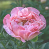 Pioen van Liefde – Zachte Roze Bloem Sticker (Voorkant)