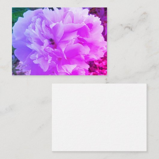 Pioenbloem met een honingbij informatiekaartje (Voorkant / Achterkant)