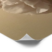 pioenen, poster (Hoek)