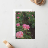 Pioenenveld Notitiekaartje (Voorkant / Achterkant in situ)