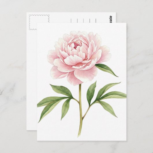 Pioenroos Ansichtkaart Briefkaart (Voorkant / Achterkant)