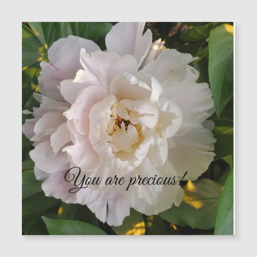 Pioenroos bloem (Voorkant)