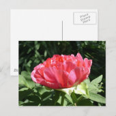 Pioenroos Bloem Briefkaart (Voorkant / Achterkant)