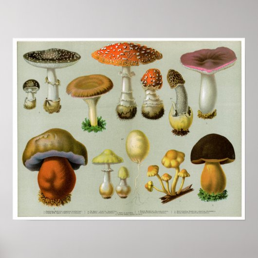 Piosonous Fungi - Paddenstoelen en paddenstoelen Poster (Voorkant)