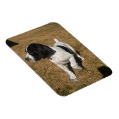 Piper Magneet (Rechterzijde)